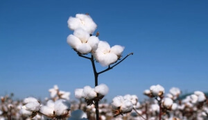 传说中的 “ 白富美 ” ？可能一直在你的身边.....